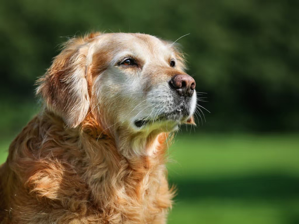 Common Diseases in Middle-aged